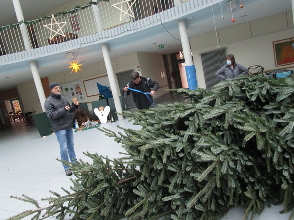Das Foto zeigt das Aufstellen des Weihnachtsbaumes im Forum.