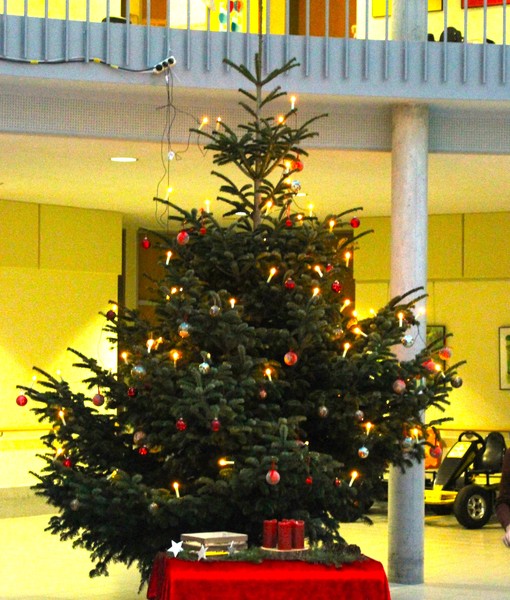 Das Foto zeigt den Weihnachtsbaum im Forum.